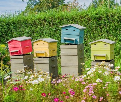 ruches-colorees-dans-un-jardin_6107379_2